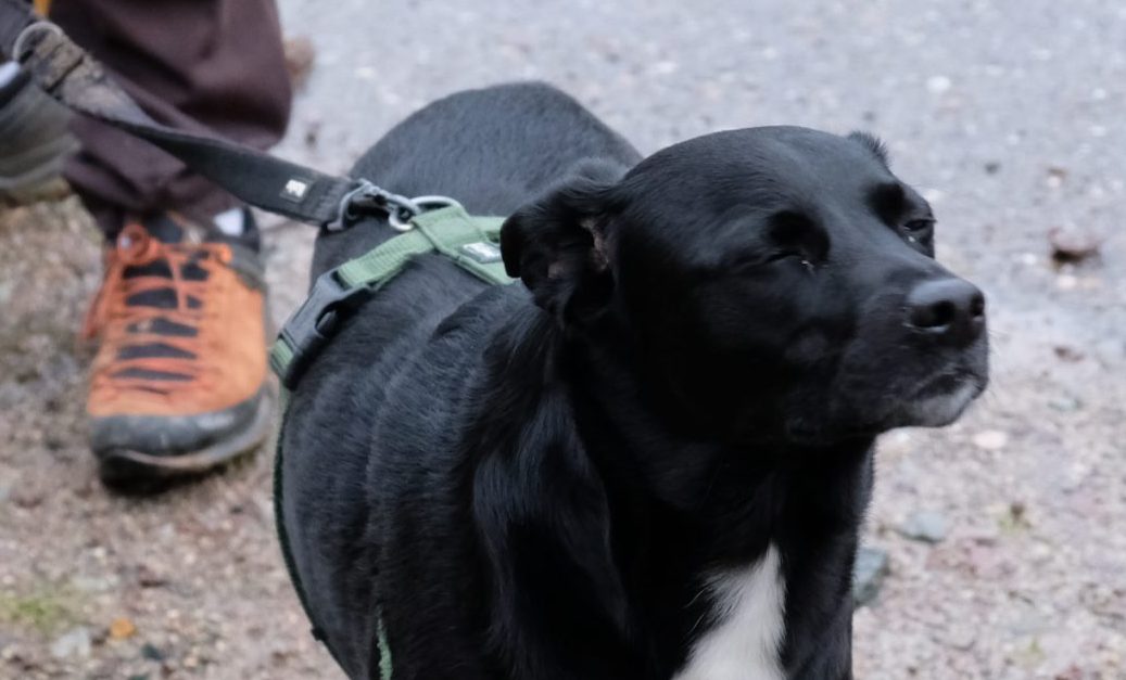 Hund riecht Grillgut